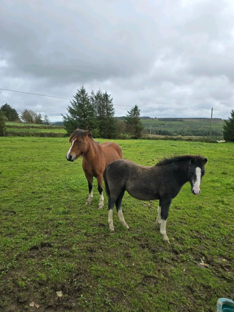 kerry bog pony - Image 4