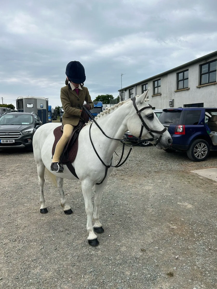 13.2 Connemara Pony - Image 1