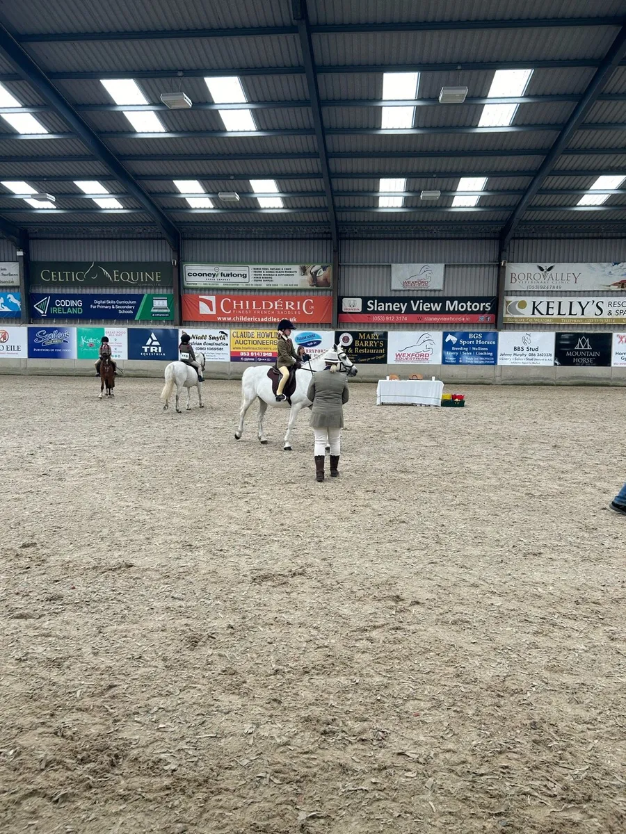 13.2 Connemara Pony - Image 2
