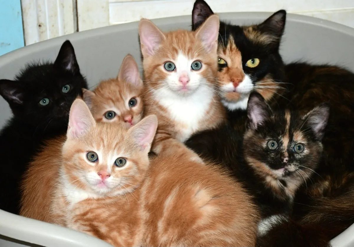 Lovely kittens available now! - Image 1