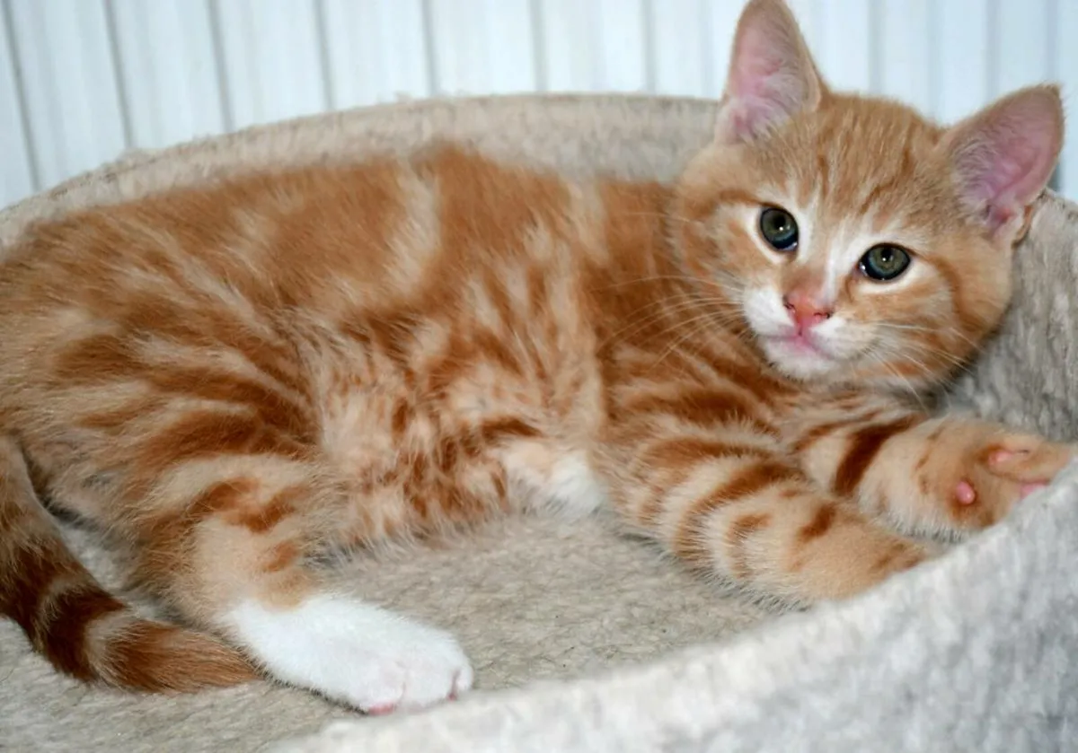 Lovely kittens available now! - Image 2