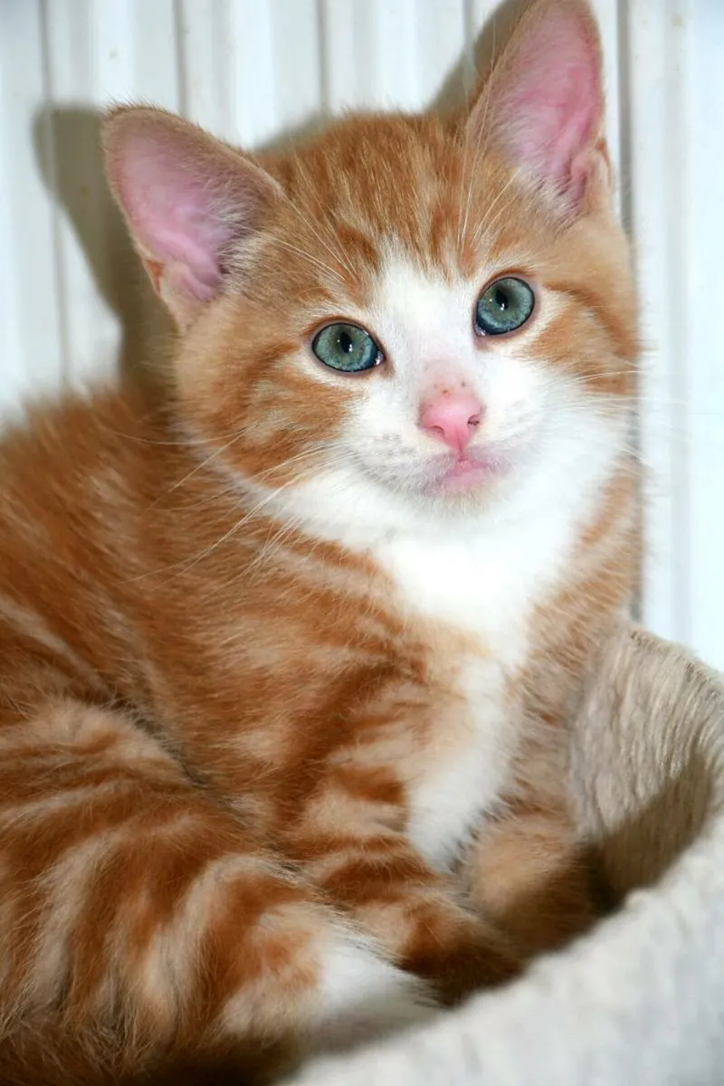 Lovely kittens available now! - Image 3