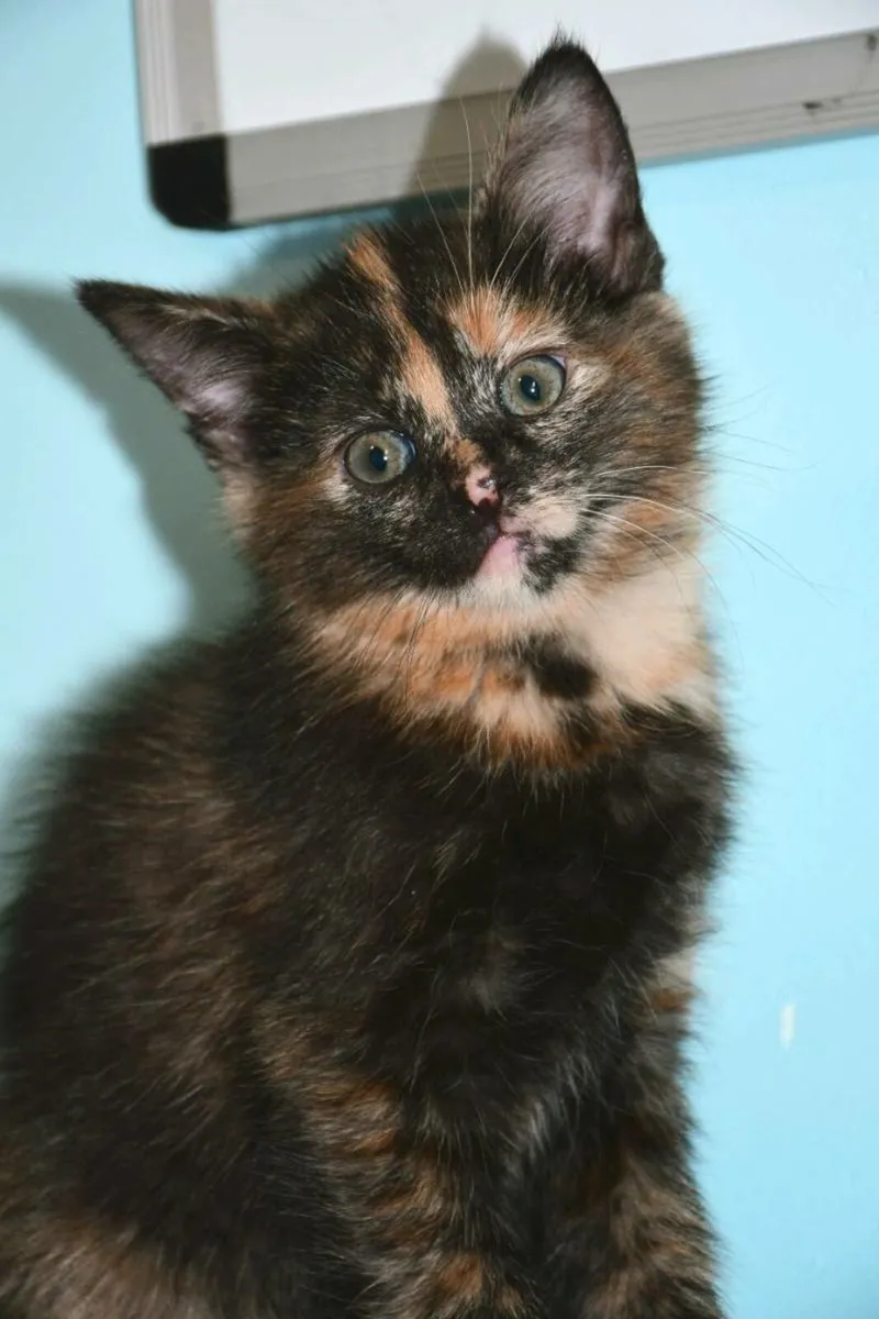 Lovely kittens available now! - Image 4