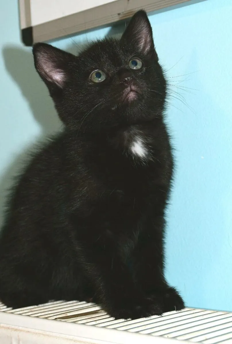 Lovely kittens available now! Only 3 left!! - Image 4