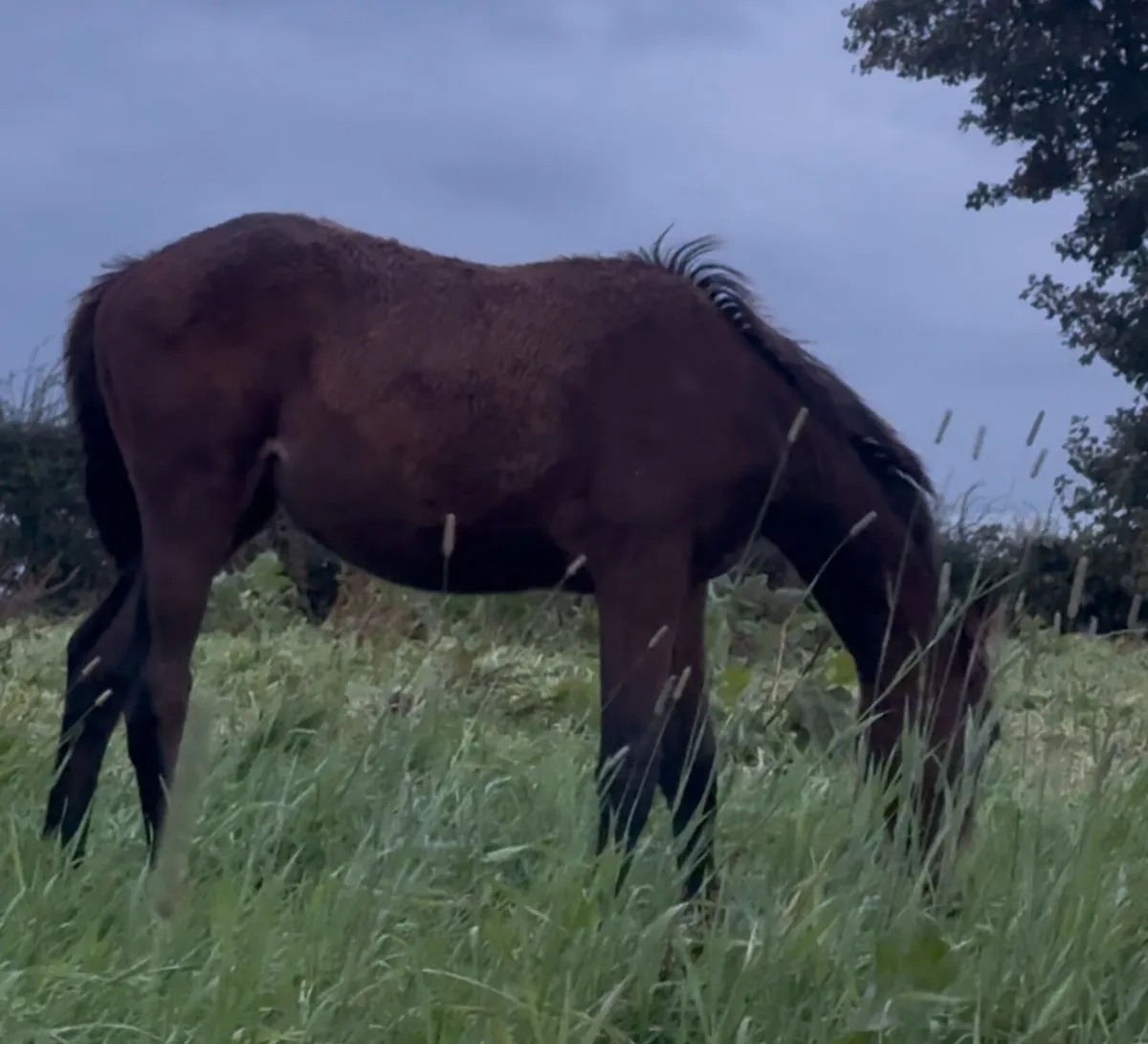 Sj/eventing foal green ish book - Image 3