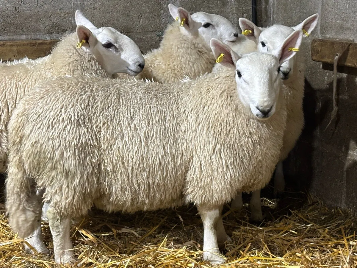 Cheviot Ram Lambs - Image 1
