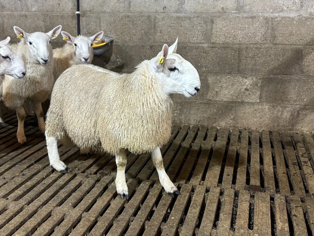 Cheviot Ram Lambs - Image 2