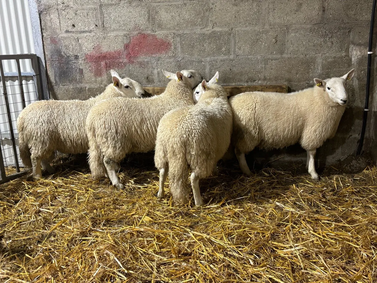Cheviot Ram Lambs - Image 3