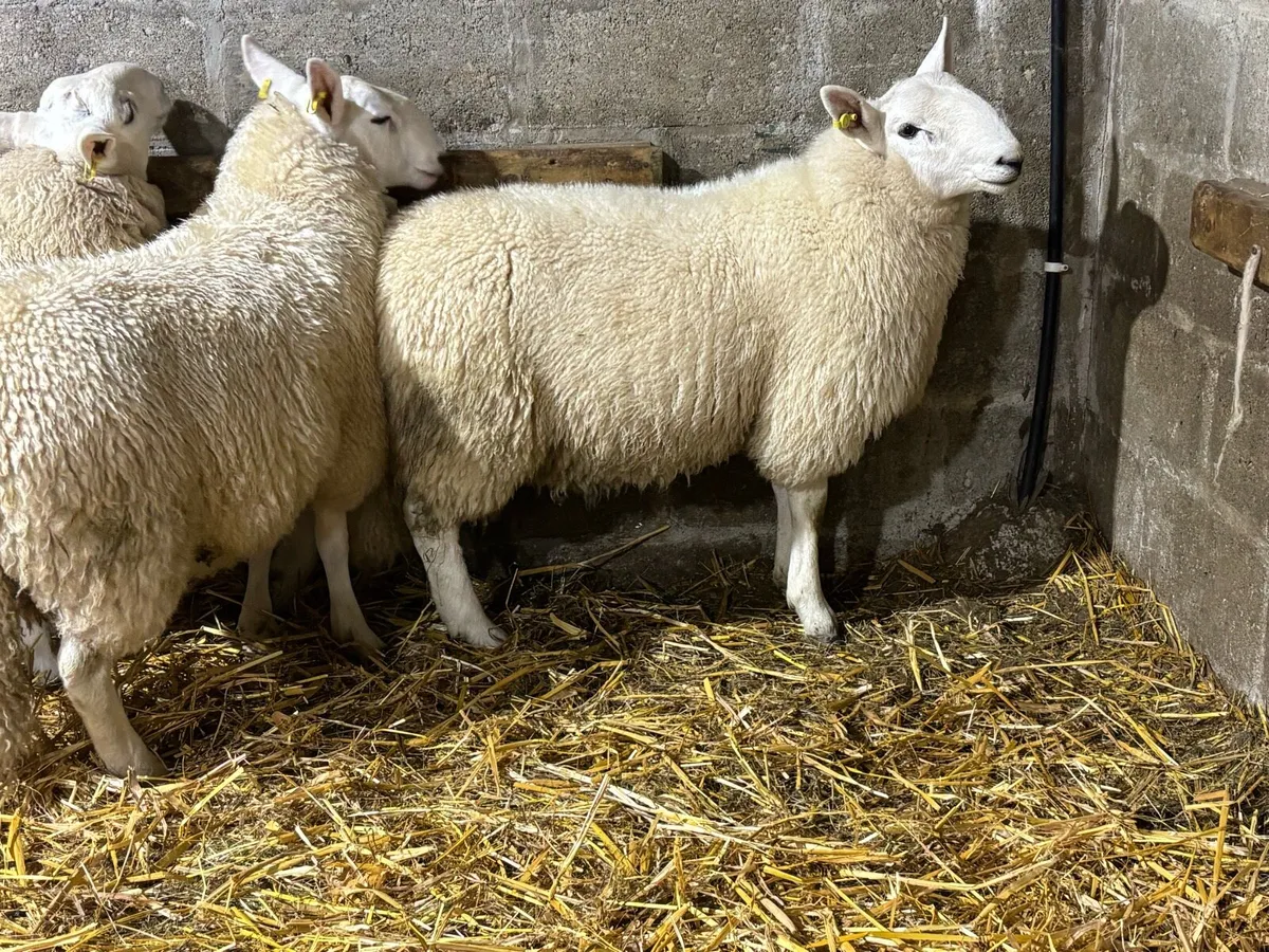 Cheviot Ram Lambs - Image 4