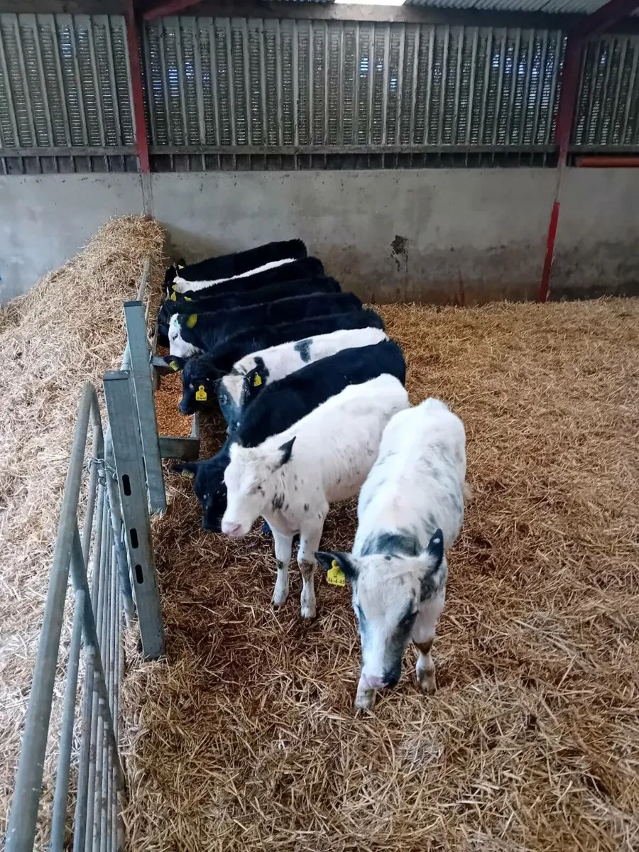 Bull calfs - Image 1