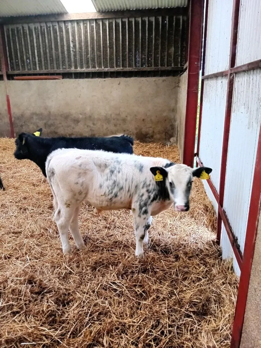 Bull calfs - Image 2