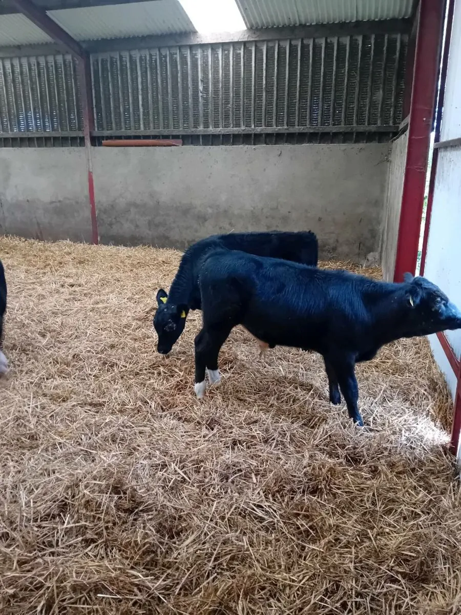 Bull calfs - Image 3