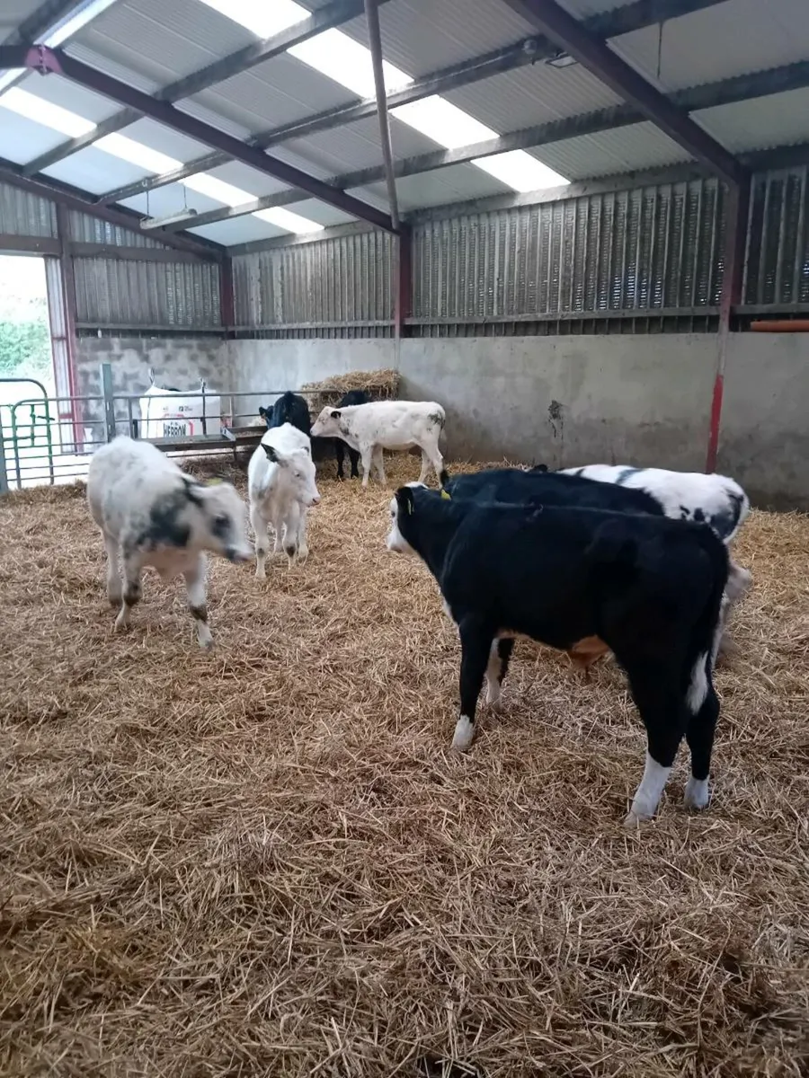 Bull calfs - Image 4