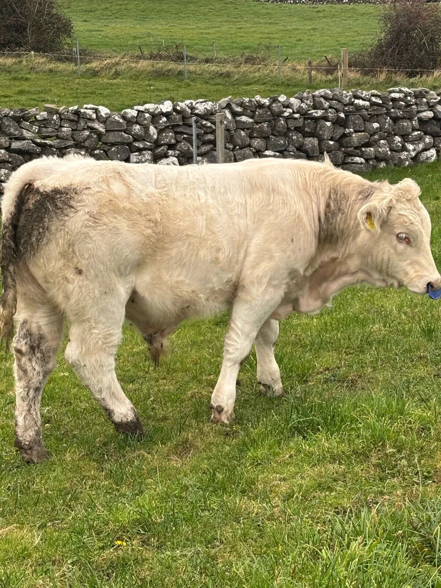 Pb Charolais bulls  ⭐️⭐️⭐️⭐️⭐️ - Image 1