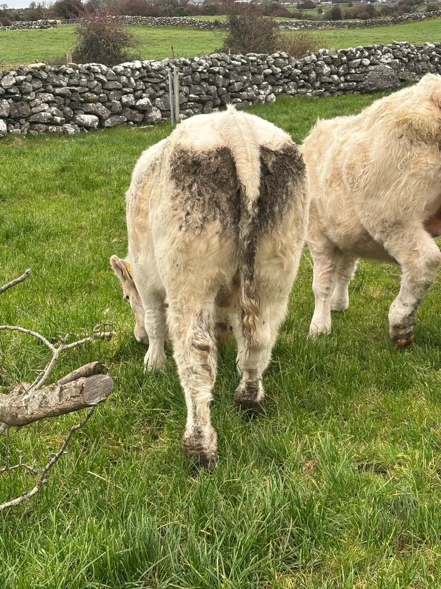 Pb Charolais bulls  ⭐️⭐️⭐️⭐️⭐️ - Image 2