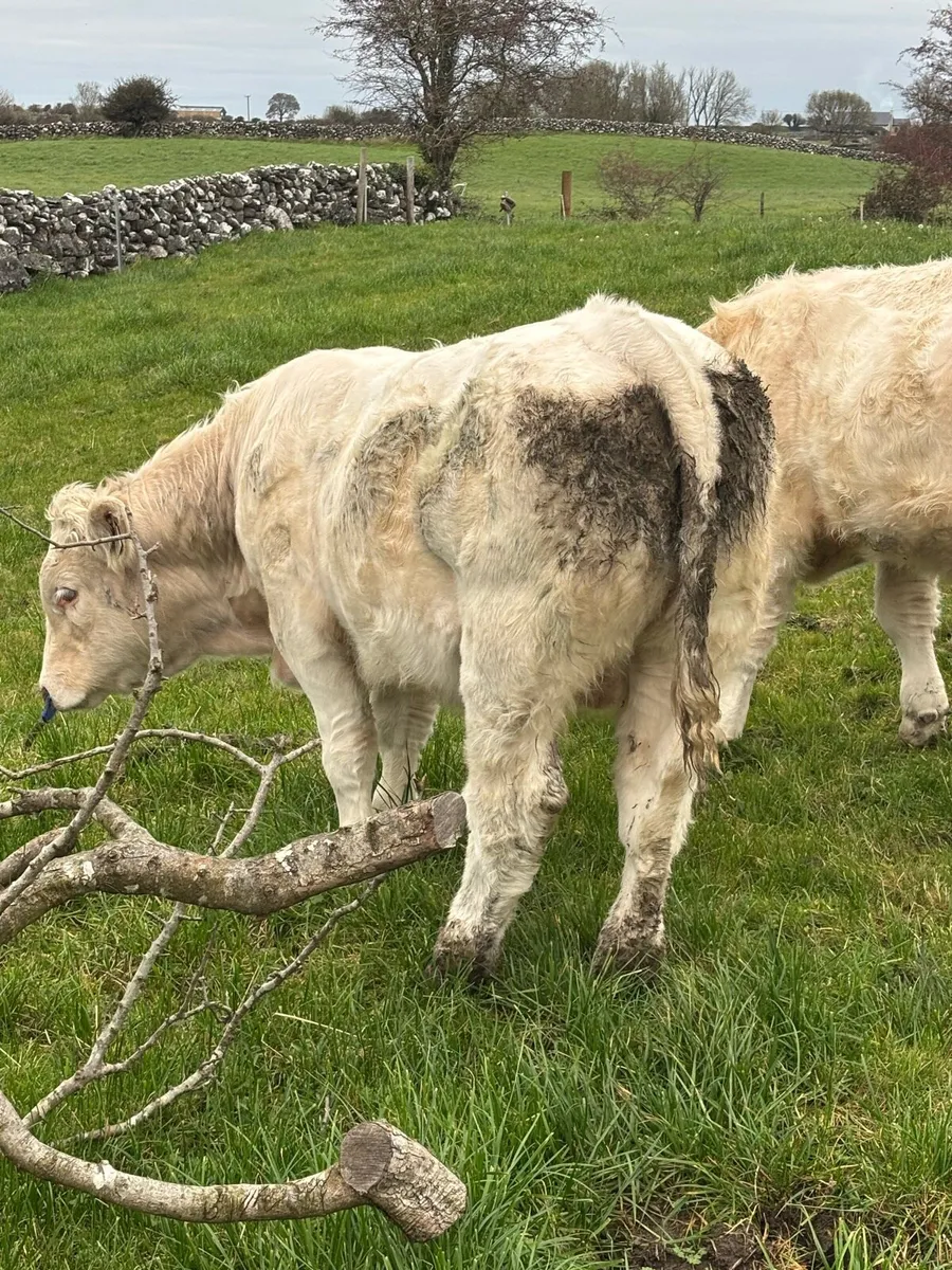 Pb Charolais bulls  ⭐️⭐️⭐️⭐️⭐️ - Image 3