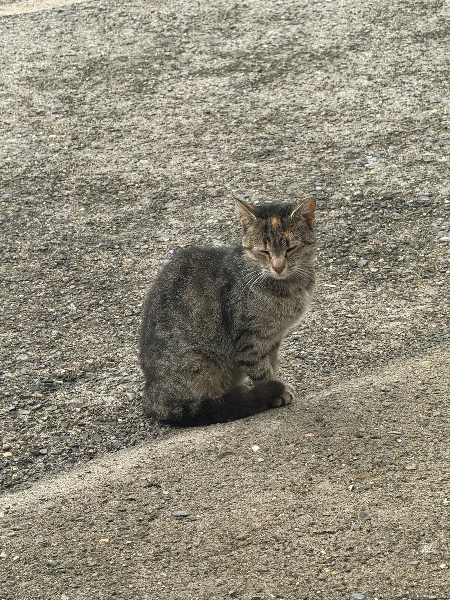 Beautiful friendly cats - Image 3