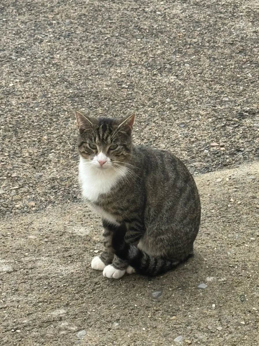 Beautiful friendly cats - Image 4