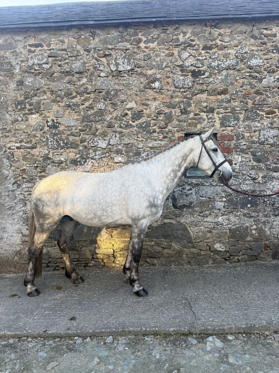 Silver charm (Ollie) - Image 2