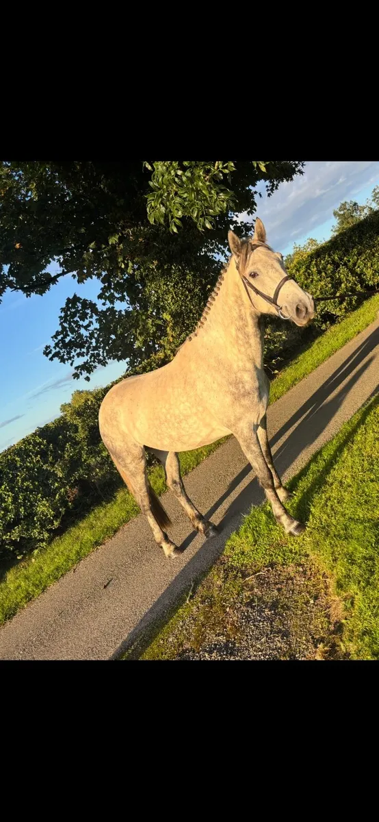 Silver charm (Ollie) - Image 3