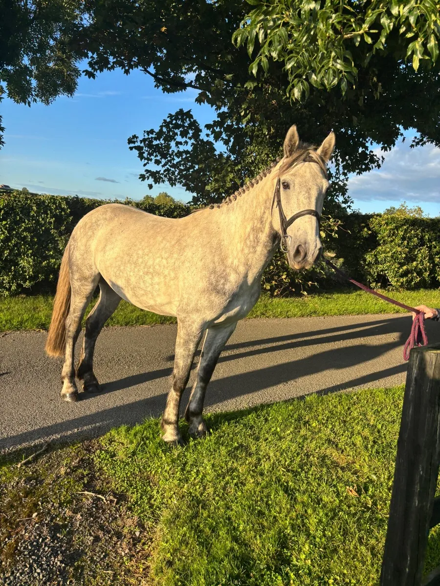 Silver charm (Ollie) - Image 4