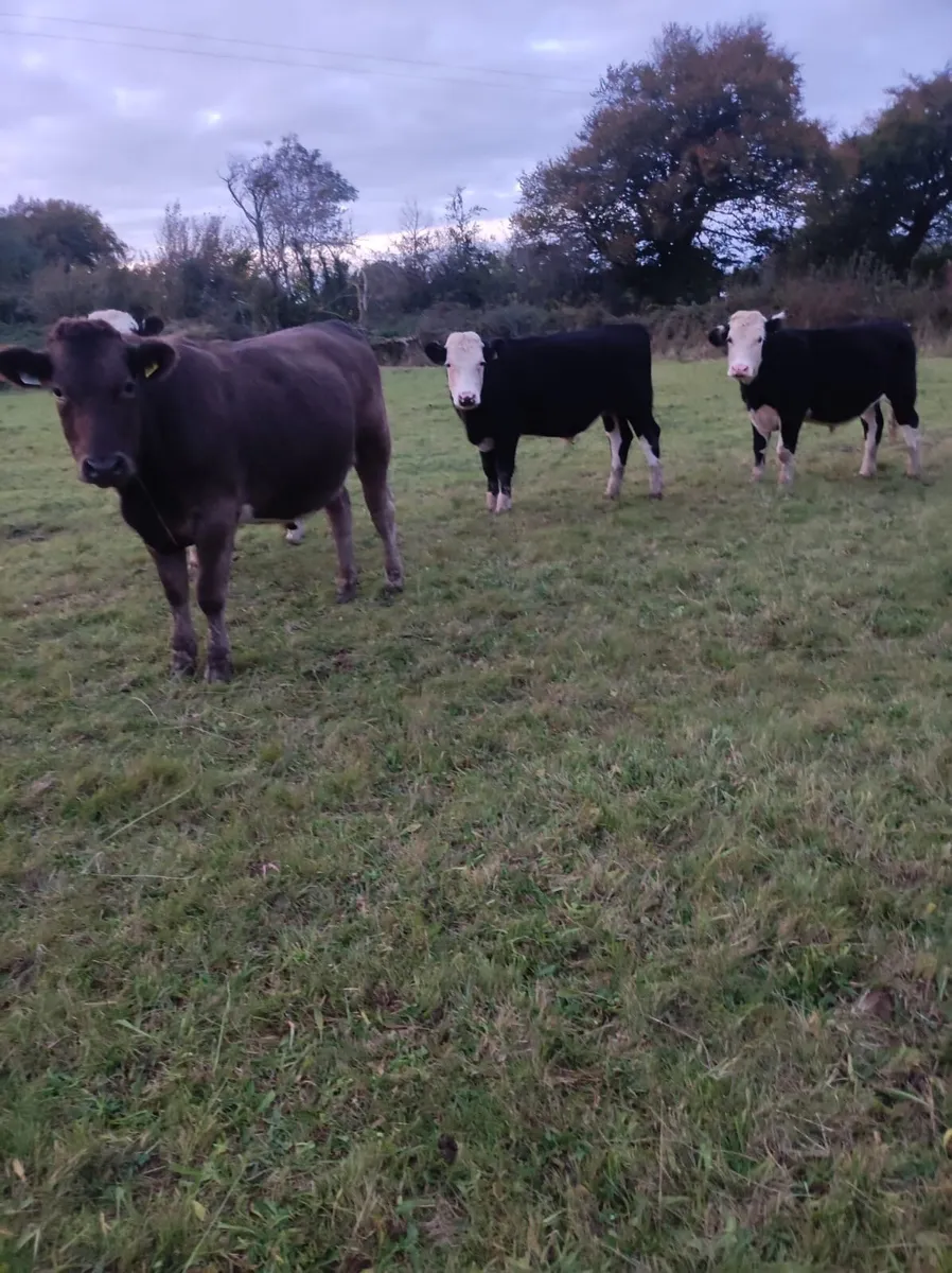 Bullocks - Image 2