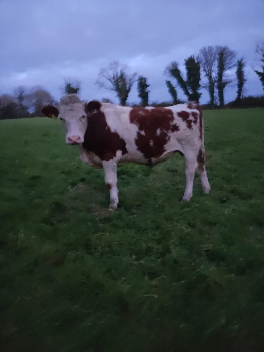 Bullocks - Image 3