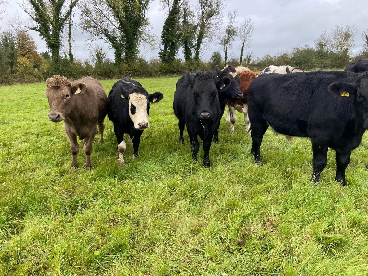 Bullocks - Image 1