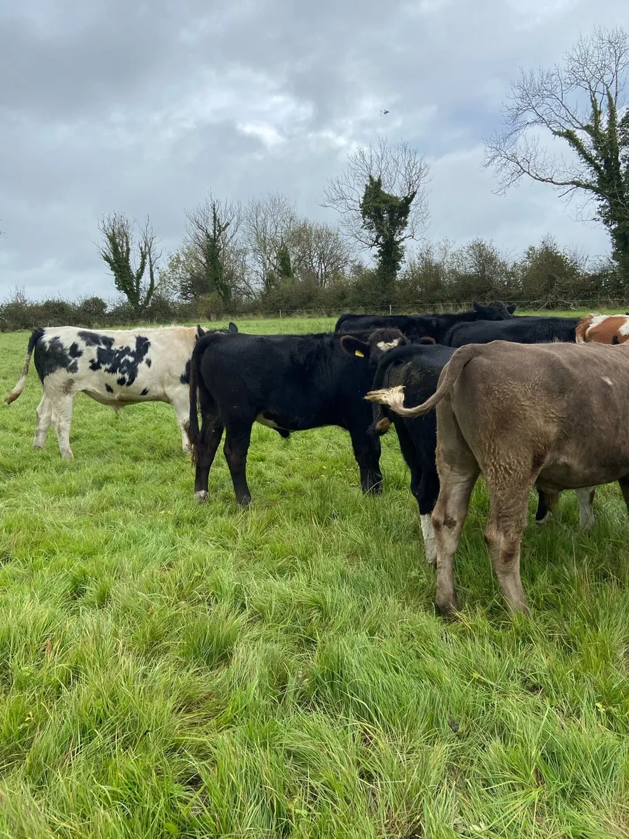 Bullocks - Image 4