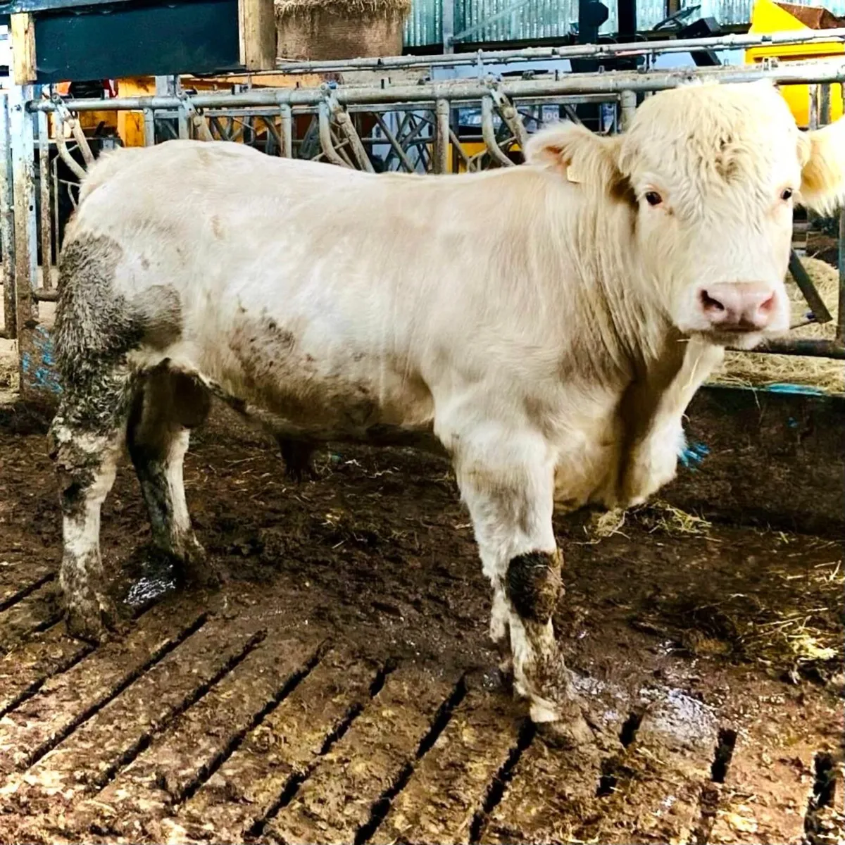 Pedigree Charolais Bull - Image 1