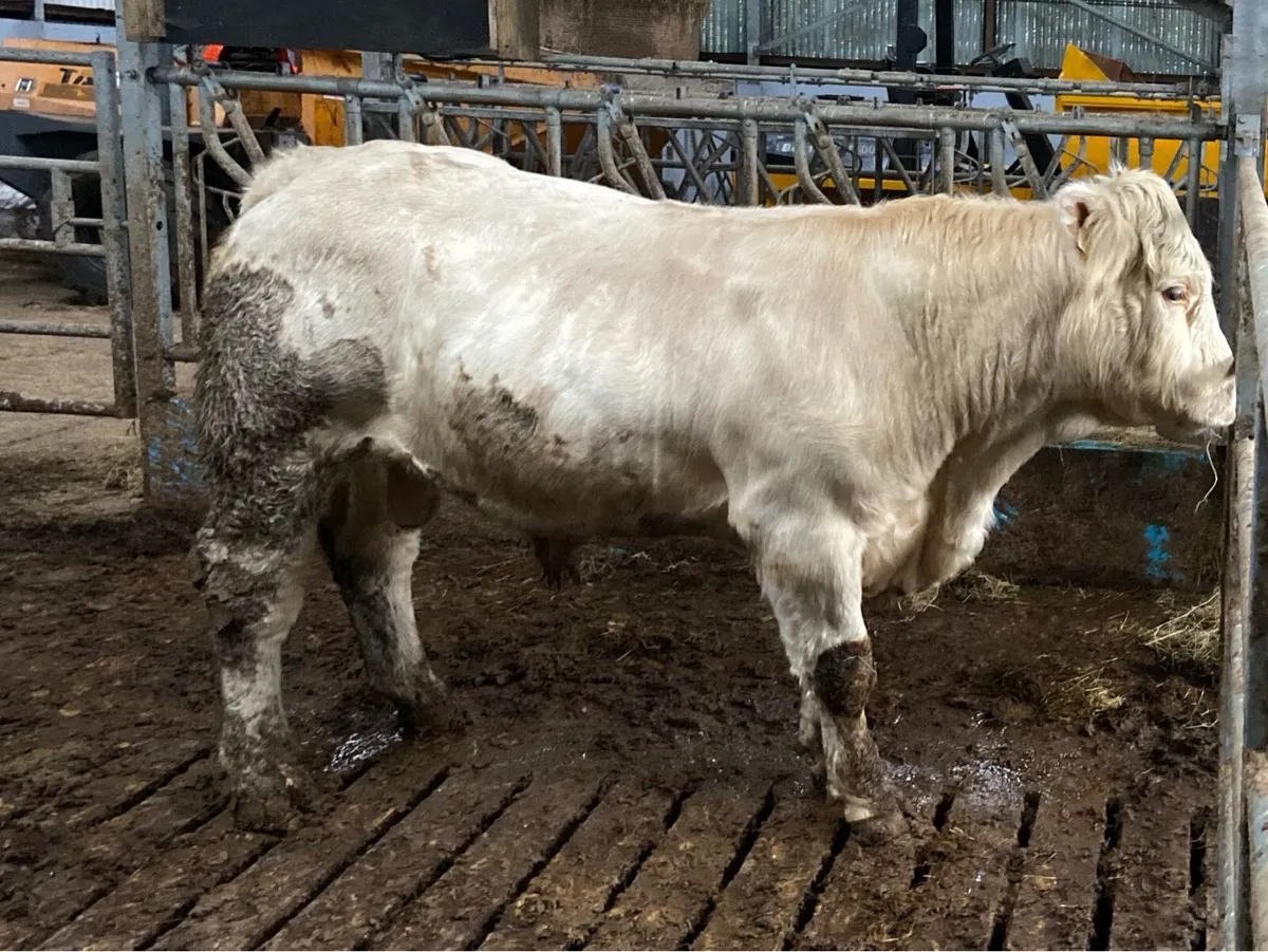 Pedigree Charolais Bull - Image 2