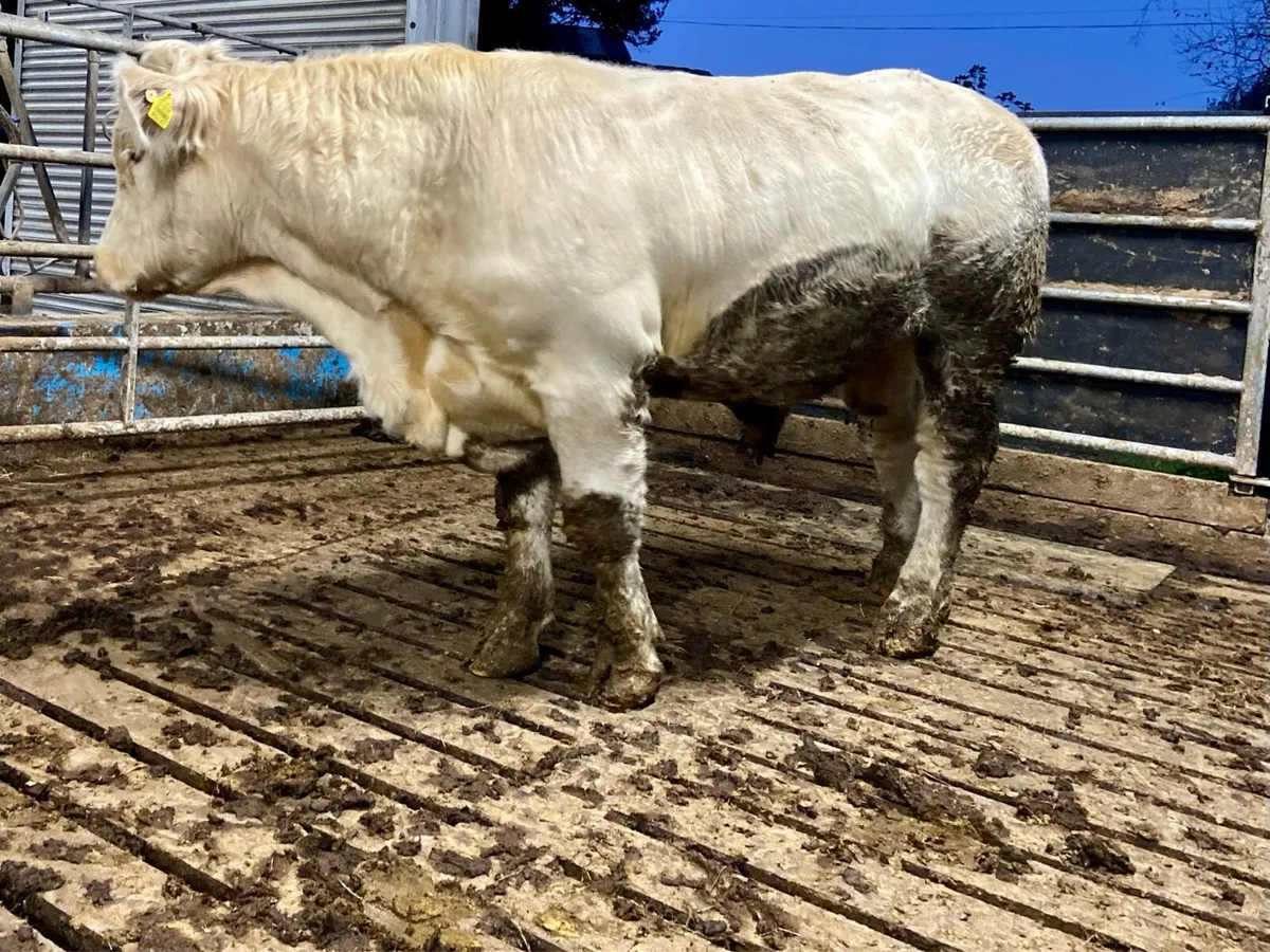 Pedigree Charolais Bull - Image 3