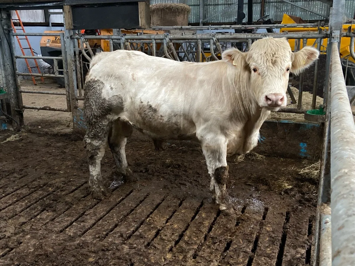 Pedigree Charolais Bull - Image 4
