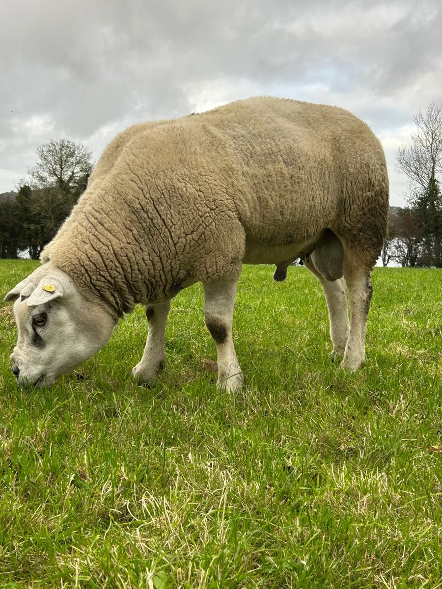 Texel Ram - Image 1