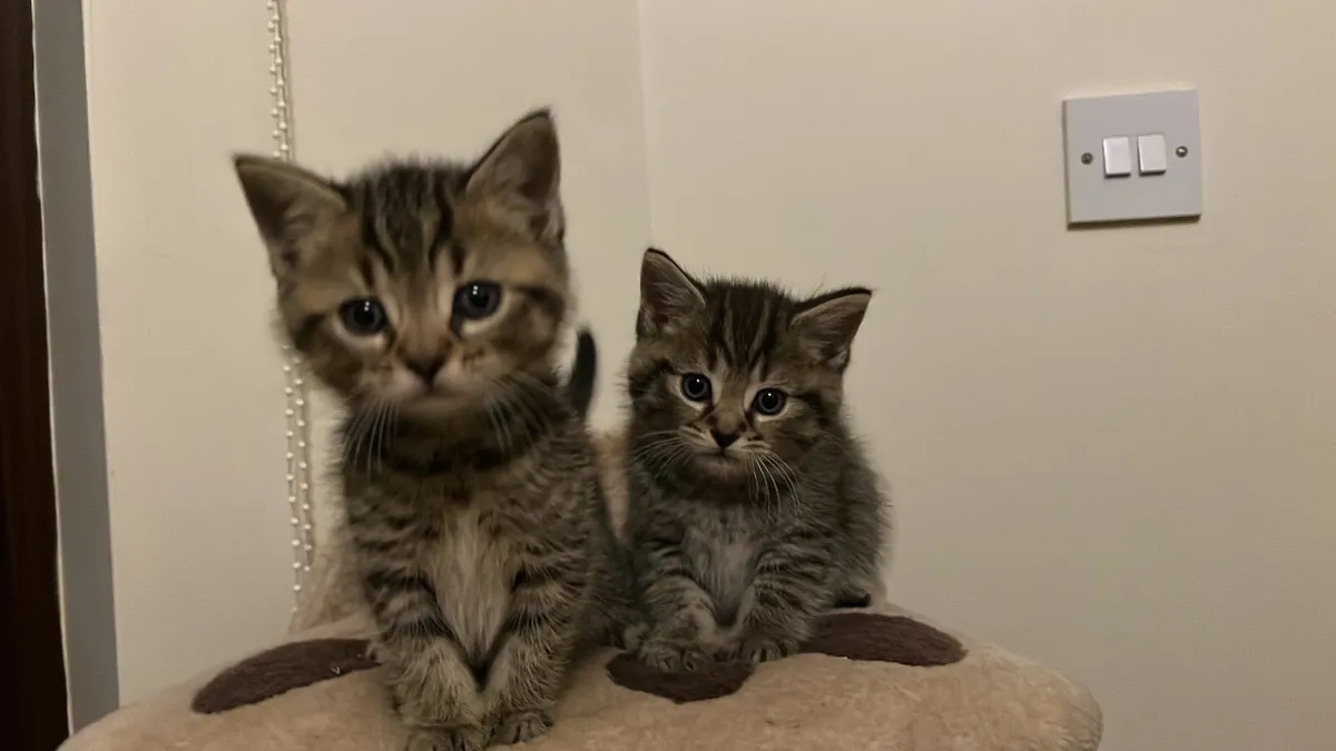 British Shorthair Kittens - Image 1