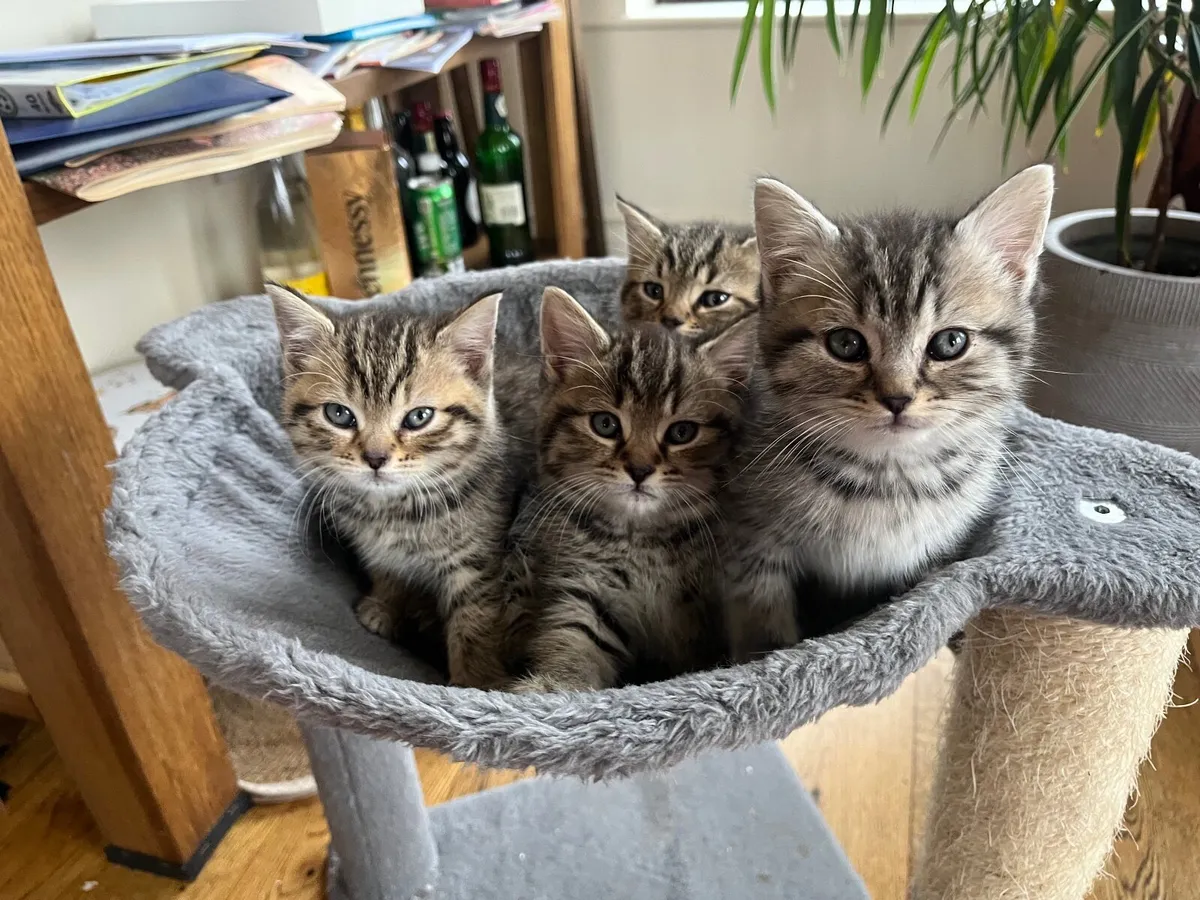 British Shorthair Kittens - Image 3