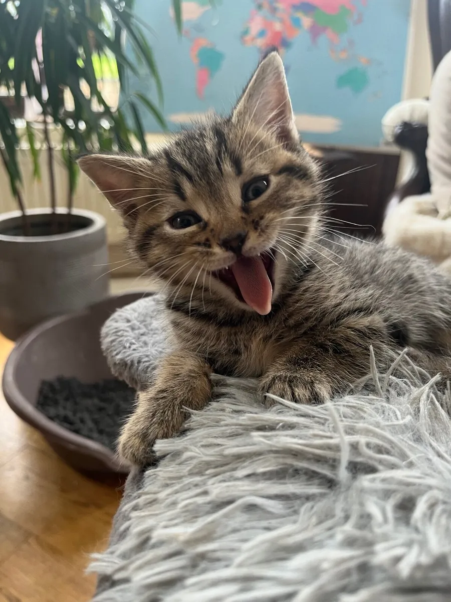 British Shorthair Kittens - Image 4