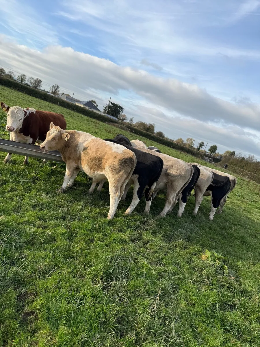 Weanlings - Image 1