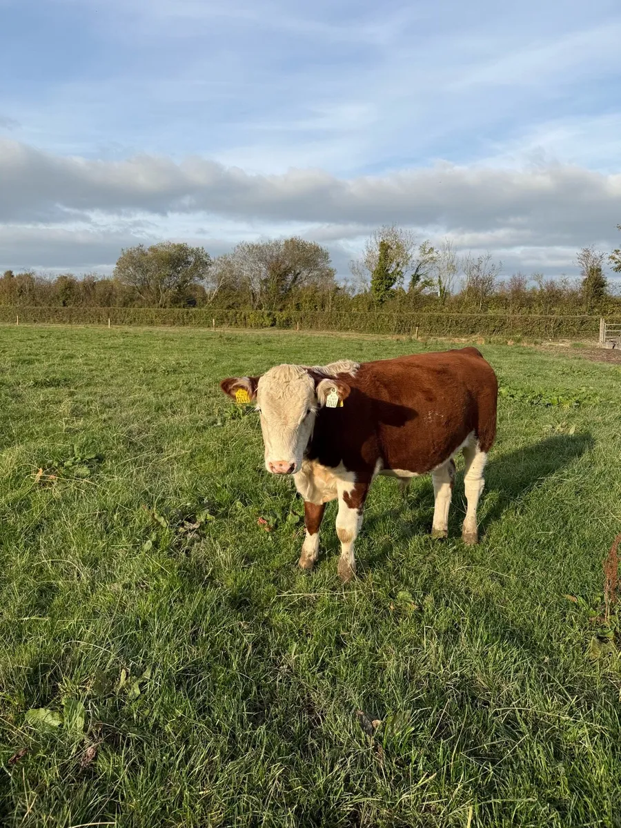 Weanlings - Image 2