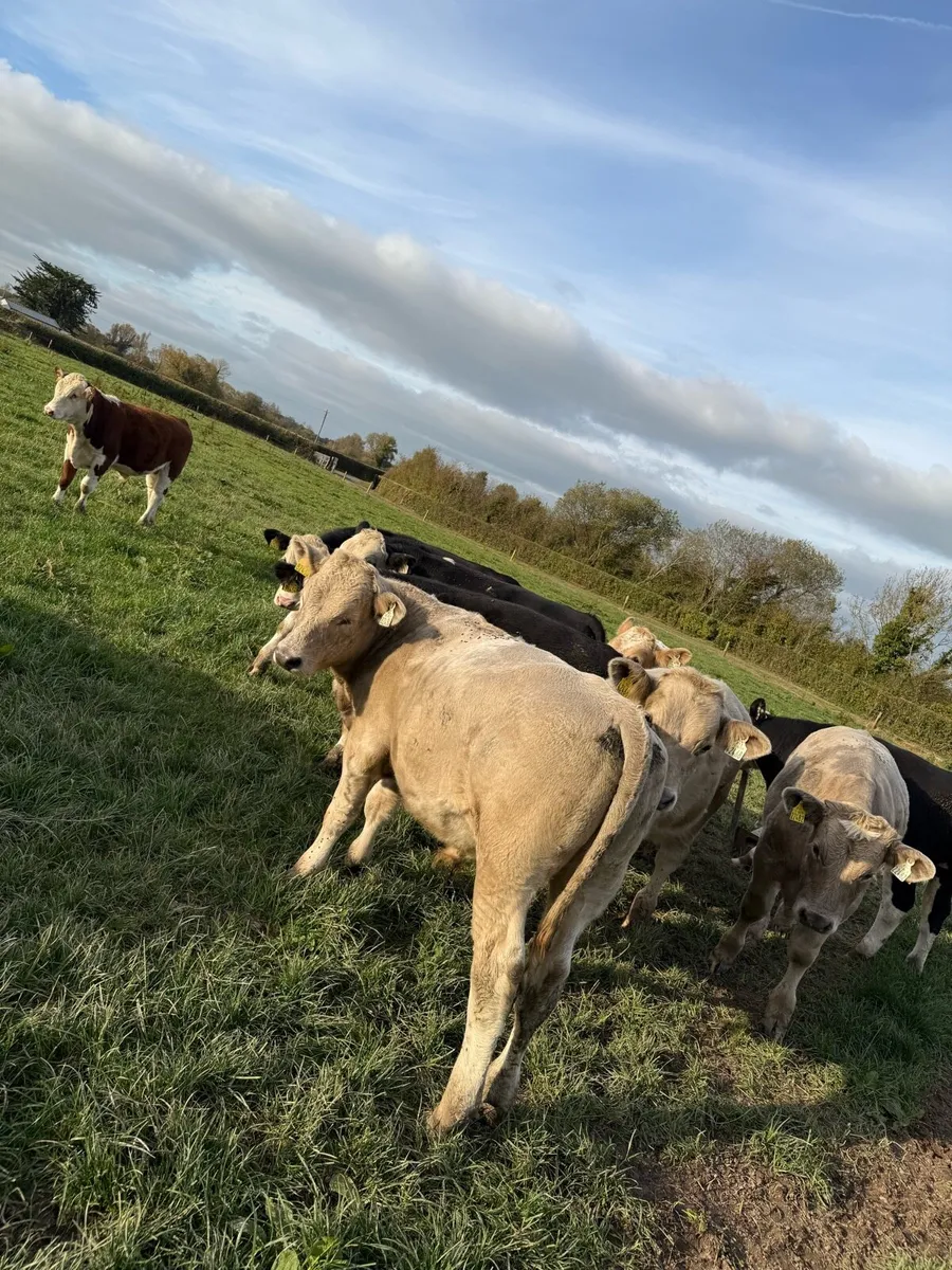 Weanlings - Image 3