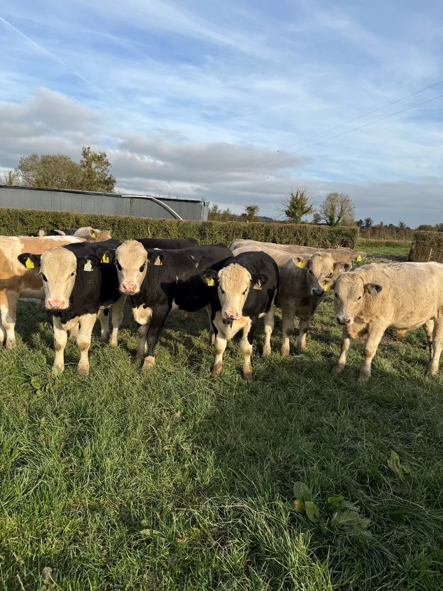 Weanlings - Image 4