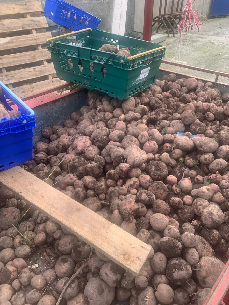 Potatoes - Image 1