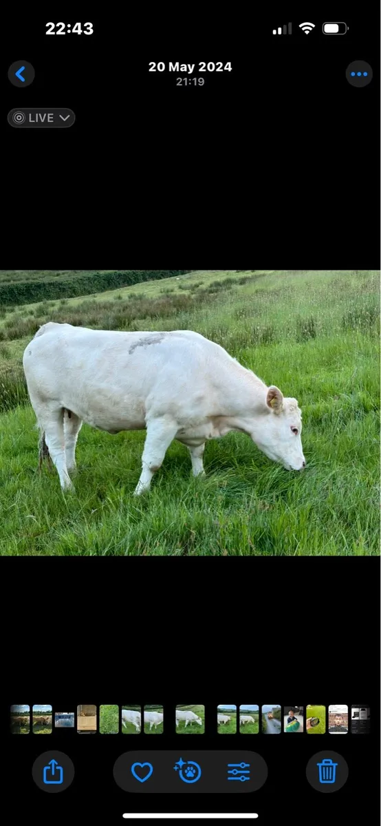 WANTED!!Weanling heifers - Image 1