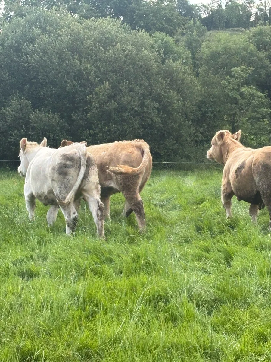 WANTED!!Weanling heifers - Image 2