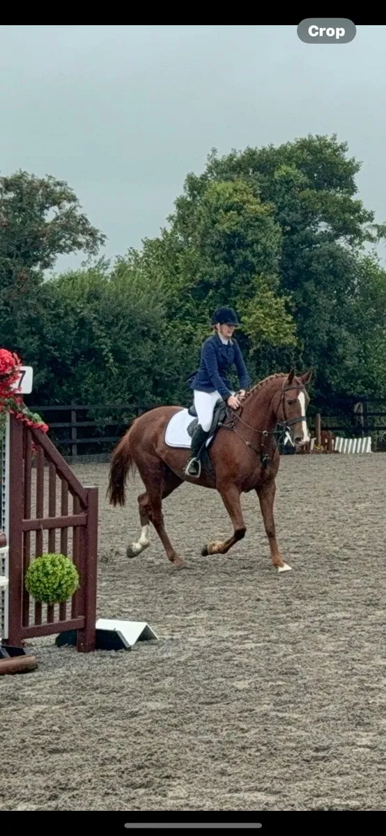 16.1 filly - Image 1