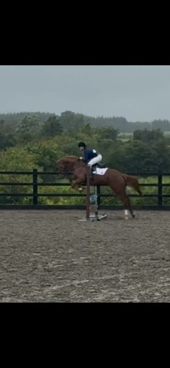 16.1 filly - Image 2