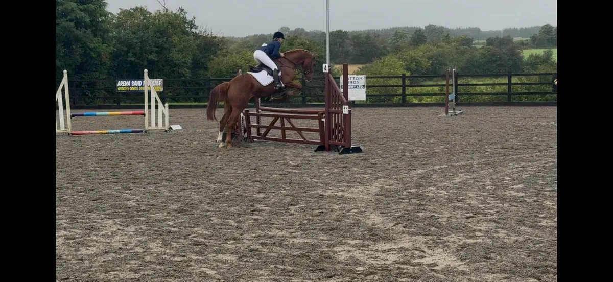 16.1 filly - Image 4