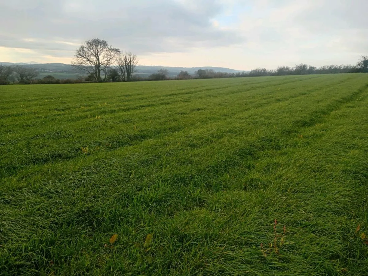 6 acers of grass - Image 2