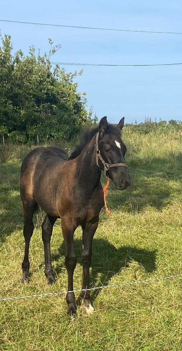 Thoroughbred Mare and Sporthorse Foal - Image 2