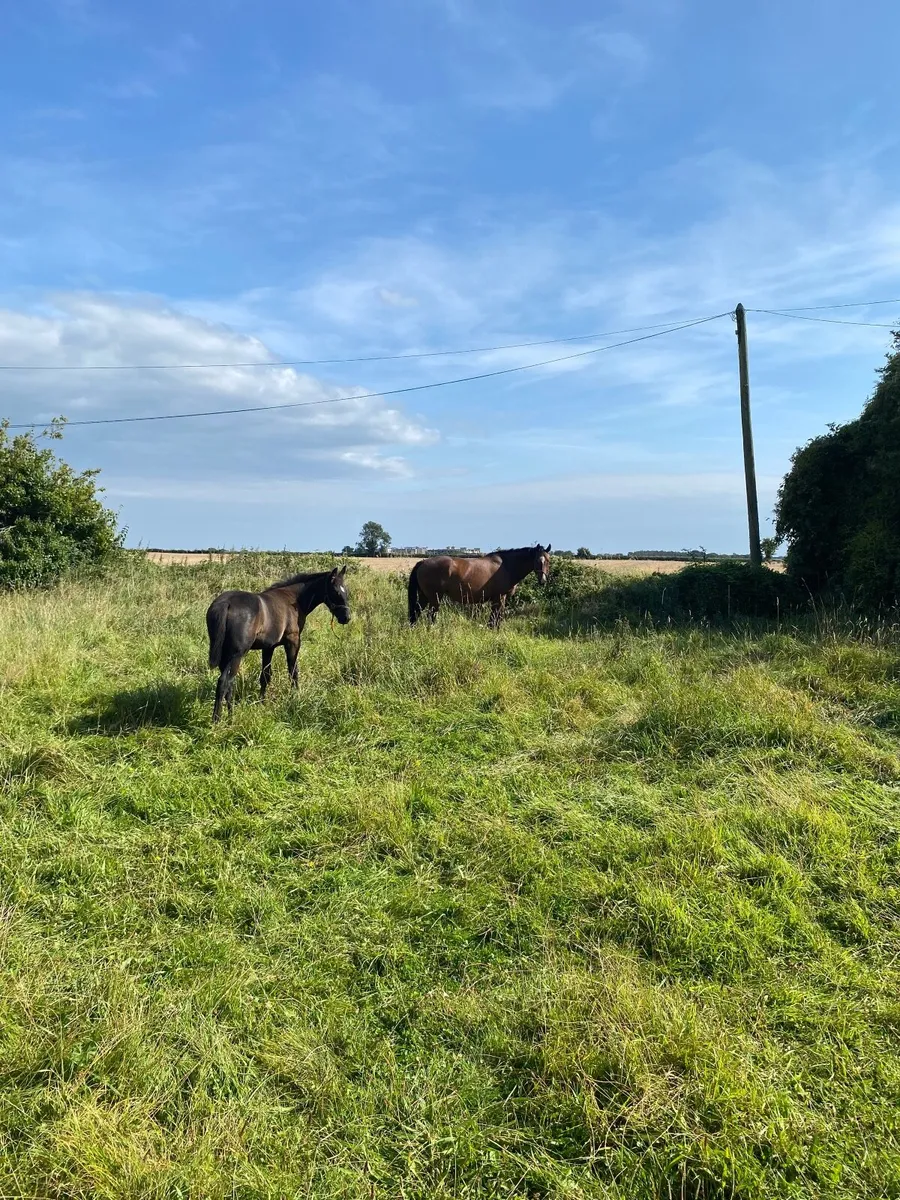Thoroughbred Mare and Sporthorse Foal - Image 3